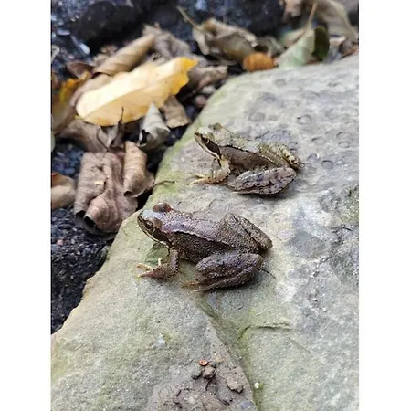 Tatil Evi Littard Rheurdt