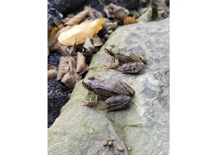 Vakantiehuis Littard Rheurdt